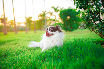 A chihuahua lying and relaxing on the grass in the garden with sunny spring day. Warm spring colors.