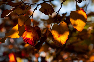 Nice yellow orange red leaves  nature background abstract macro close up autumn