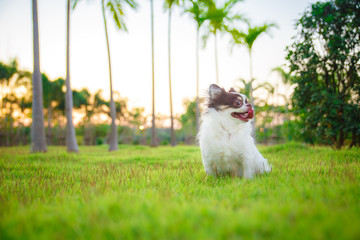 A chihuahua lying and relaxing on the grass in the garden with sunny spring day. Warm spring colors.