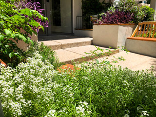 Bright and beautiful flowers in the city of Rishon Le Zion