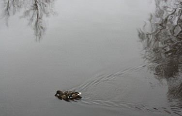 Landscape ducks and river in the village