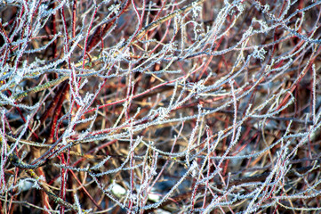 closeup of pine needles