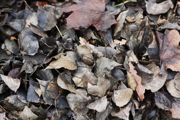 Grey autumn leaves in the Park view 