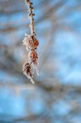 branch of a tree in winter