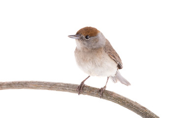 female (Sylvia atricapilla) Eurasian Blackcap isolated on a white background