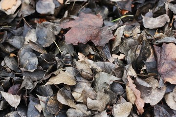 Grey autumn leaves in the Park view 