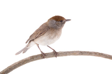 female (Sylvia atricapilla) Eurasian Blackcap isolated on a white background
