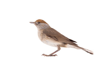 female (Sylvia atricapilla) Eurasian Blackcap isolated on a white background