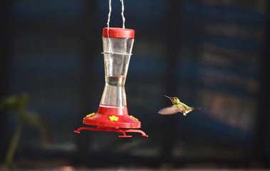 vuelo de colibrí © Carlos