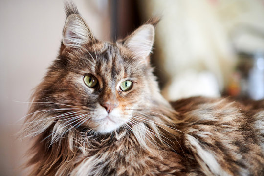 Maine coon cat, close up. Funny, cute cat with marble fur color. Largest domesticated breeds of felines. Soft focus.