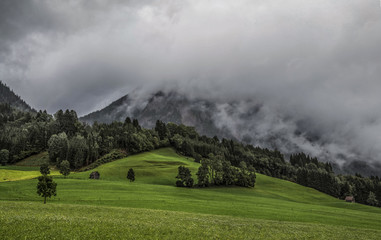 Mountain forest in fog
