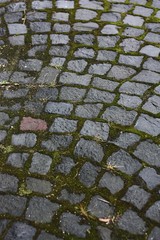 Background of gray stone and moss close up 