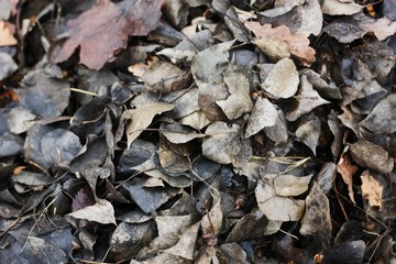 Grey autumn leaves in the Park view 