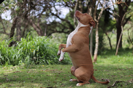 Pitbull terrie 