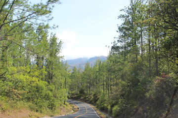 Obraz premium road in the forest