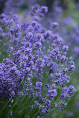 macro of lavender plant. herbal landscape of aromatic plant. Close up of blooming lavender on a field.
