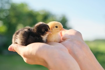 Close up of two baby chicks in woman hand. Newborn chickens © Valerii Honcharuk