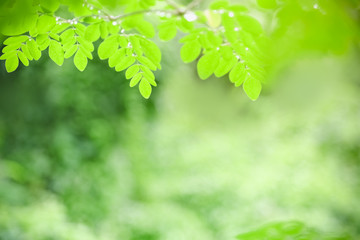 Obraz premium Close up of nature view green leaf on blurred greenery background under sunlight with bokeh and copy space using as background natural plants landscape, ecology wallpaper concept.