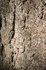 oak bark