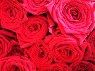 background of red roses for wedding, love, valentine, marriage, anniversary