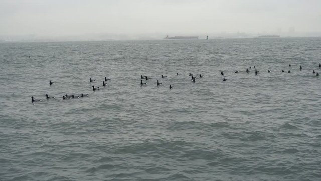 Brant geese swimming in the sea