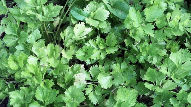 green celery leaves growing vegetables. Background of organic spices