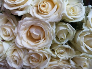 background of bouquet of white roses for marriage, wedding, valentines day, love and romance
