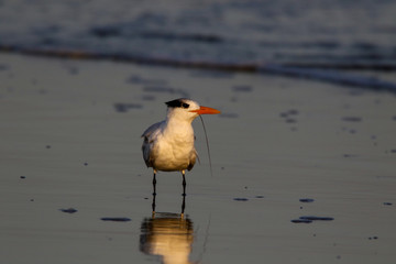 Tern with shrimp