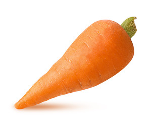 Fresh clean carrot