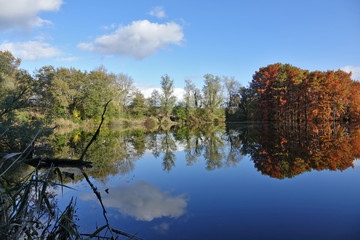 Reflet de cyprès chauves dans un étang en région Rhône-Alpes - France