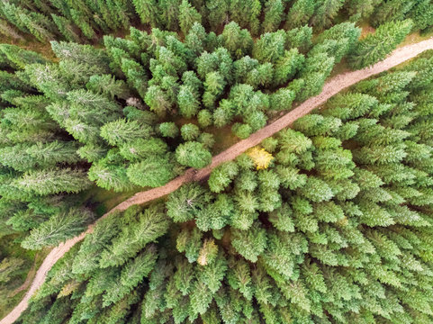 Aerial view above countryside road crossing pine forest in Slovenia.