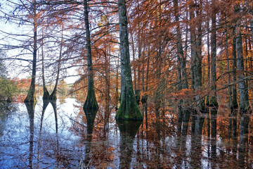 Reflet des troncs de cyprès chauves dans un étang en région Rhône-Alpes - France
