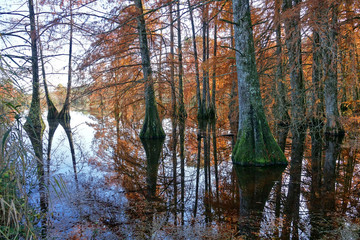 Obraz premium Reflet des troncs de cyprès chauves dans un étang en région Rhône-Alpes - France