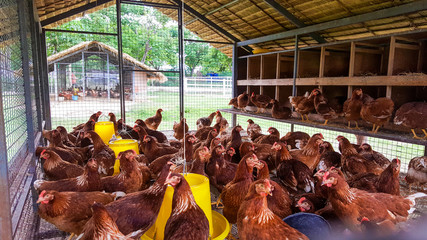 chicken house at a countryside farm © dharmapocan