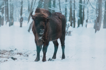 Bison on the forest background and snow