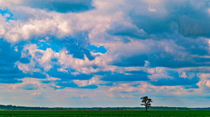 Obraz na płótnie Canvas Beautiful bright clouds in the sky above the forest.