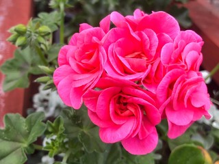pink rose in the garden