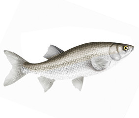 poisson ablette , isolé, aliment, animal, blanc, pêche, frais, brut, sain, ailette, eau douce, nature, attraper, fleuve, blatte, fruits de mer, argent, queue, viande, écaille, fond blanc, mangeant