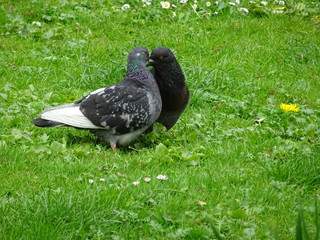 pigeons kissing in the grass