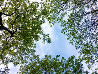Natural heart shape with tree leaf branches against sky background