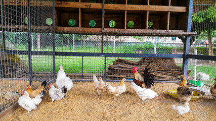 chicken house at a countryside farm © dharmapocan