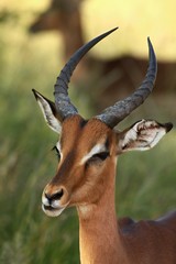 Naklejka na ściany i meble The young impala (Aepyceros melampus) male staying in the green grass