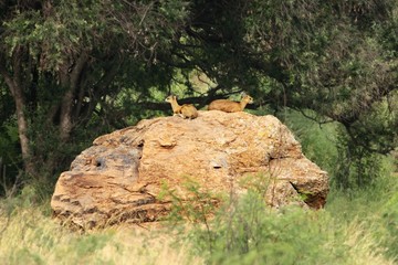 Fototapeta na wymiar Two klipspringers (Oreotragus oreotragus), also called sassa, on lying on the red rock.