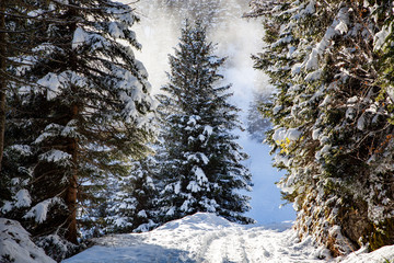 fist snow in the mountains pine trees