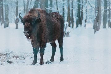 Bison on the forest background and snow
