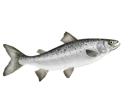 8 7 Best Saumon Images Stock Photos Vectors Adobe Stock