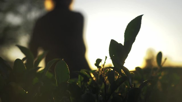 Farmer working on tea plantation, beautiful autumn sunset view. Woman worker picking tea leaves.