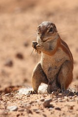 The African ground squirrels (genus Xerus)  sitting on dry sand of Kalahari desert and feeding.