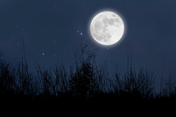 Full moon in starry night over grass.