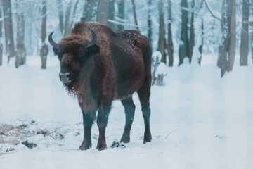 Bison on the forest background and snow
